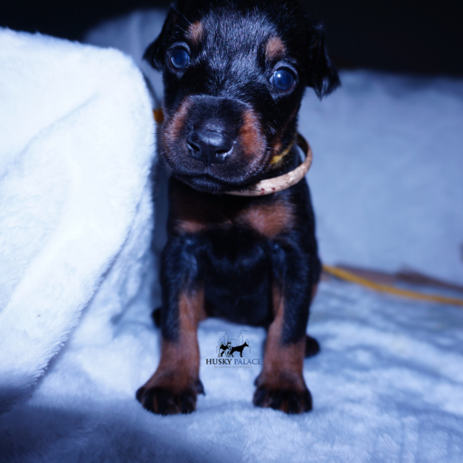 100% Euro AKC Kiyi 11